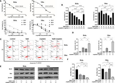 Synergistic effects of sodium butyrate and cisplatin against cervical carcinoma in vitro and in vivo